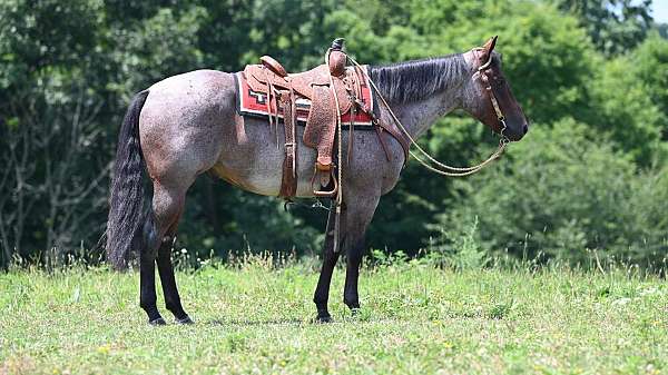 bay-roan-working-equitation-horse