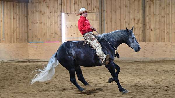 grey-ranch-versatility-horse