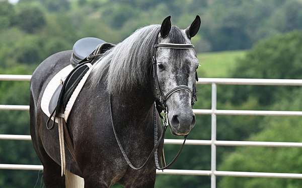 grey-all-around-horse