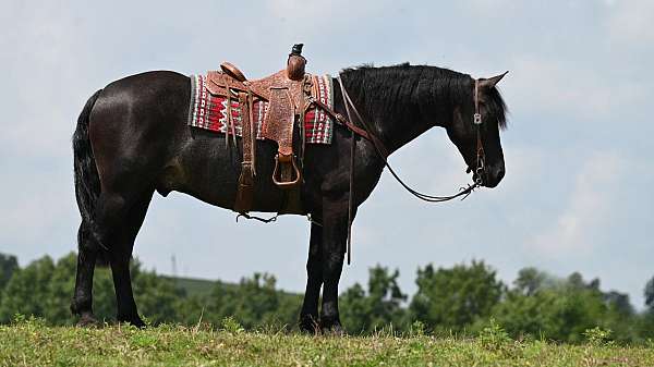 black-roaning-horse