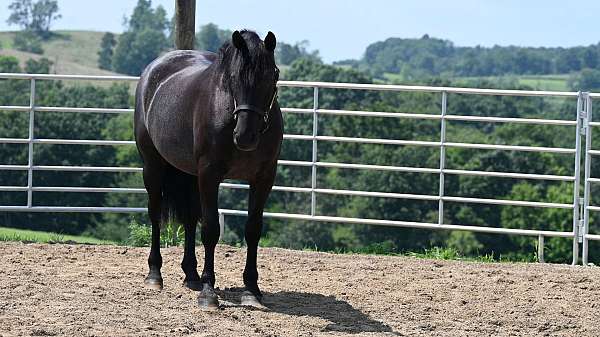 black-western-dressage-horse
