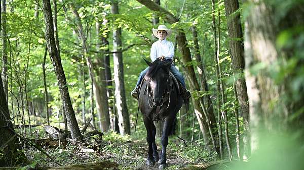 black-working-equitation-horse