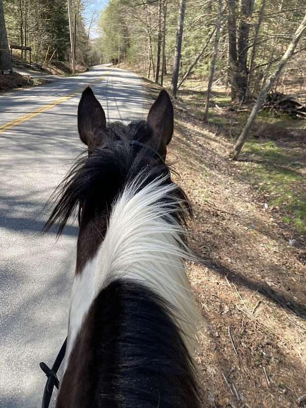 buck-quarter-horse