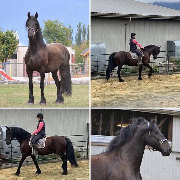 driving-started-under-saddle-friesian-horse