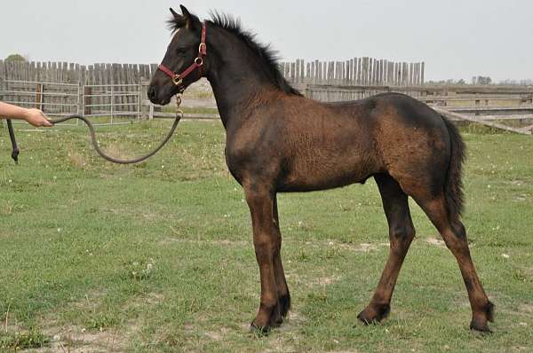 black-friesian-filly