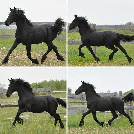 black-friesian-filly