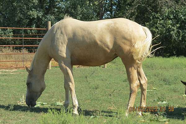 deposit-appendix-horse