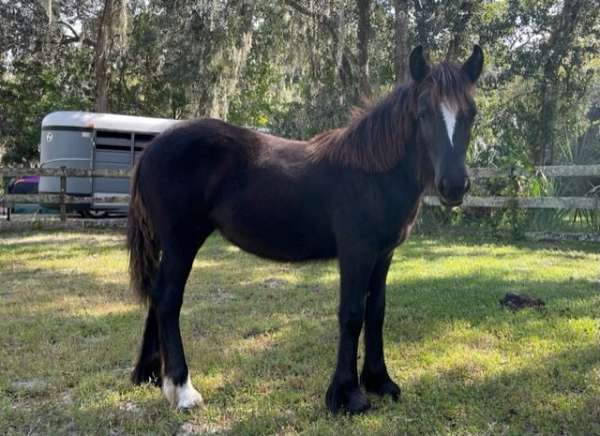 black-stripe-one-white-hind-pastern-pony