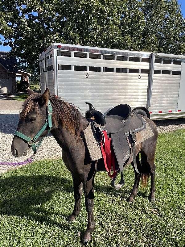 dallas-texas-welsh-pony
