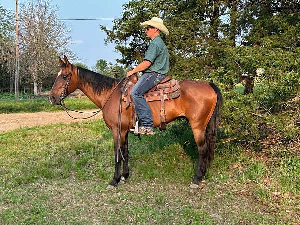 ridden-western-quarter-horse