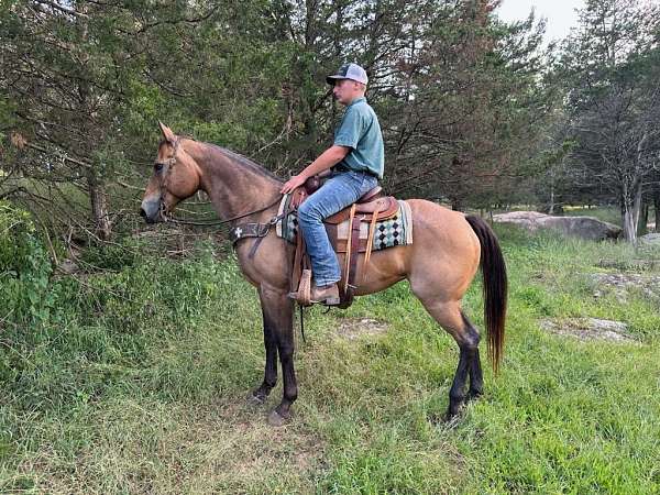 ridden-western-quarter-horse