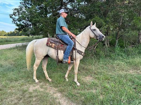husband-safe-quarter-horse