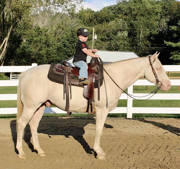 5-years-old-quarter-horse