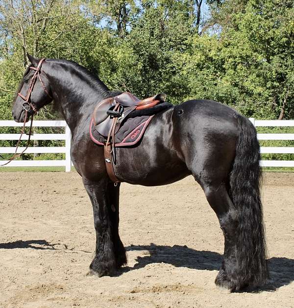manageable-friesian-horse