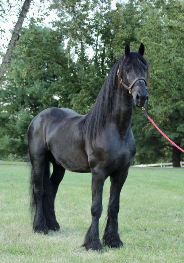 gypsyian-horse