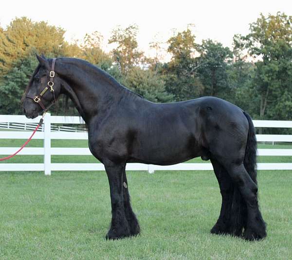 breathtaking-horse