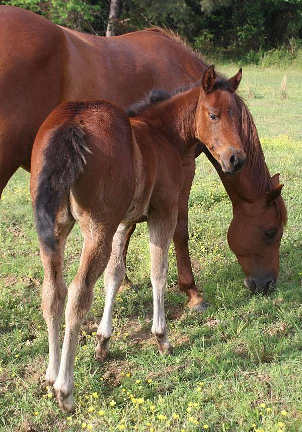 bay-unborn-foal