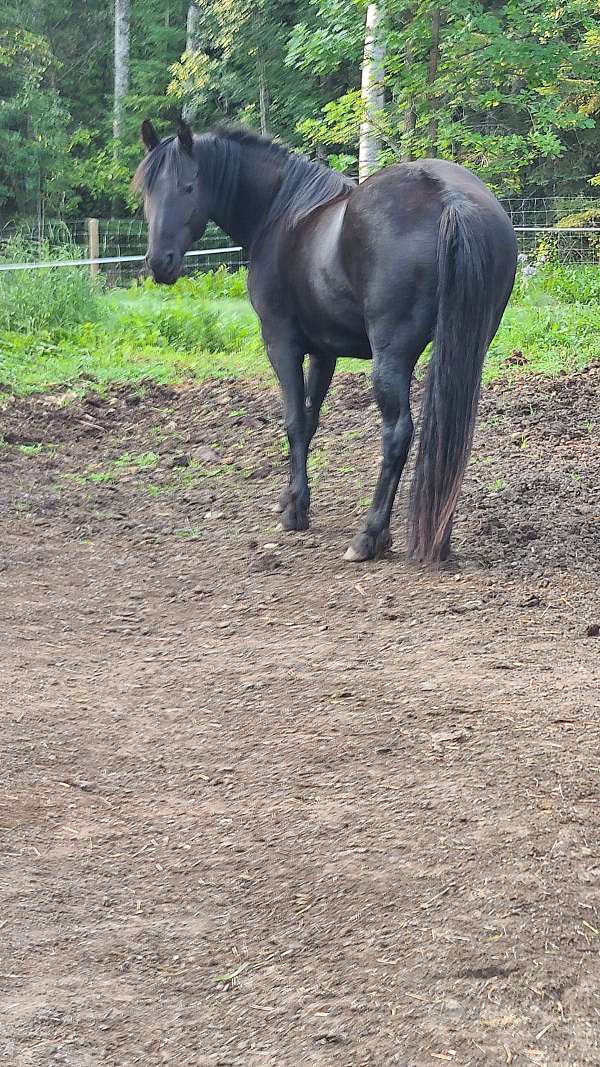 trailers-well-friesian-horse