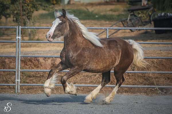 black-silver-dapple-gypsy-vanner-horse