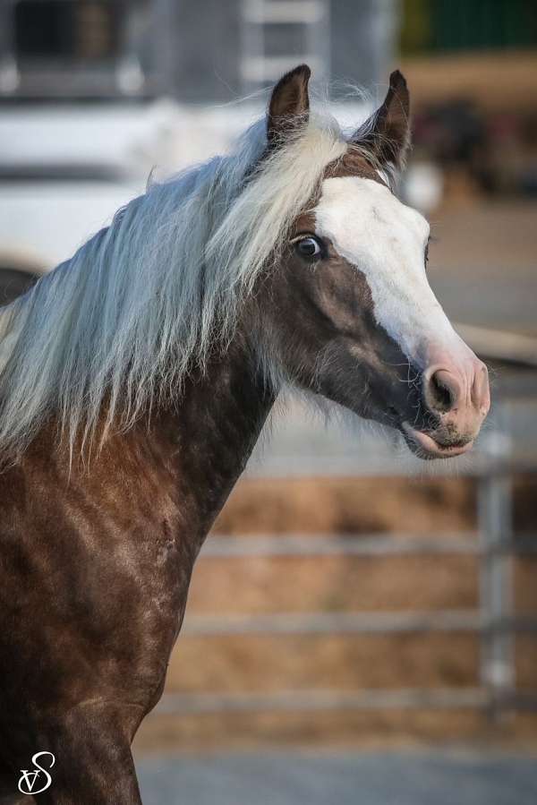 black-silver-gypsy-vanner-horse