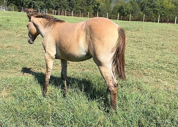dun-roan-filly-broodmare-for-sale