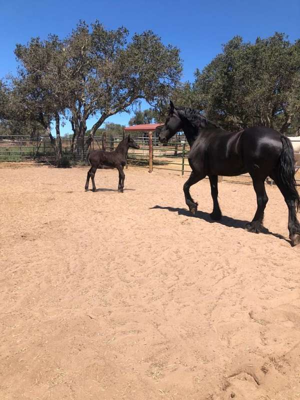 black-kfps-filly-mare