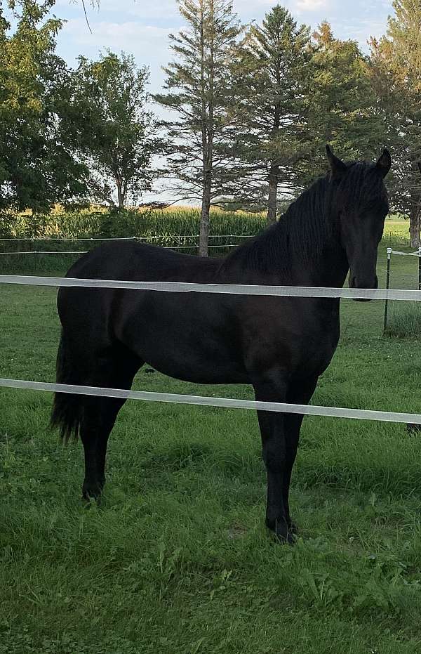 white-on-left-coronet-band-horse