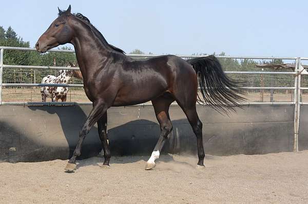 stallion-thoroughbred-horse