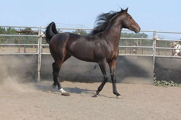 black-thoroughbred-stallion