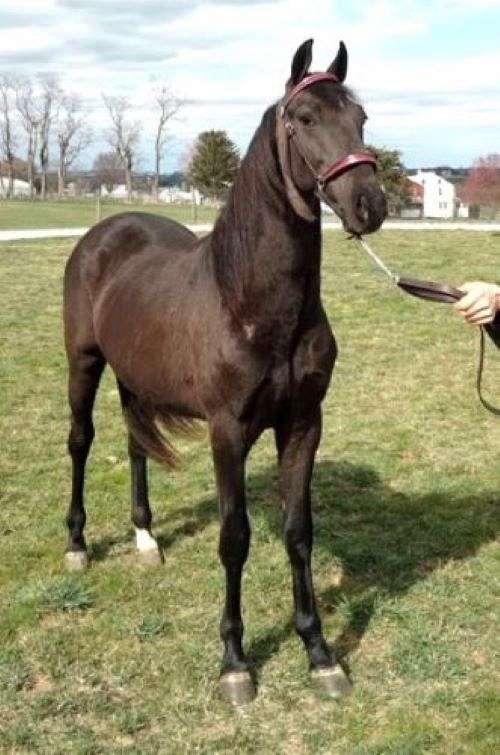 balanced-morgan-horse