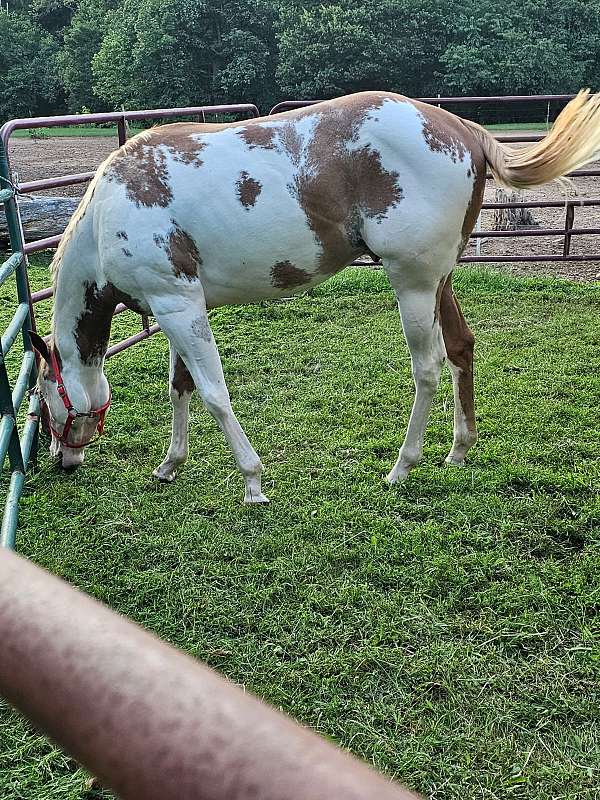 paint-horse-for-sale