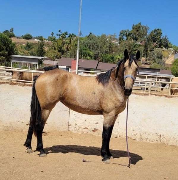 2022 Warlander (Friesian/Andalusian Cross) Mare