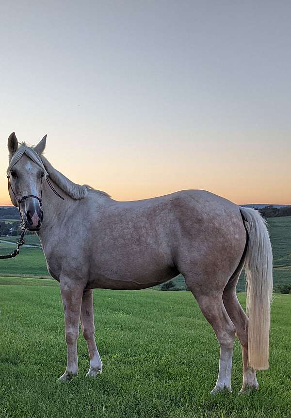 palomino-ridden-western-trail-horse