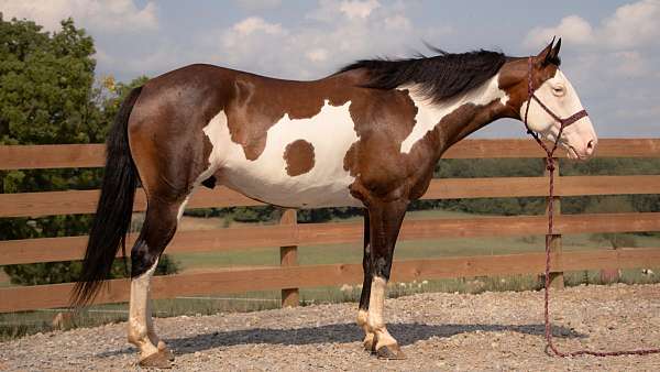bay-overo-all-around-horse