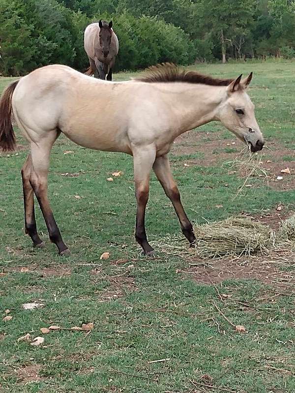 buckskin-quarter-horse-filly