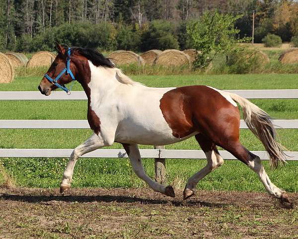 friesian-horse