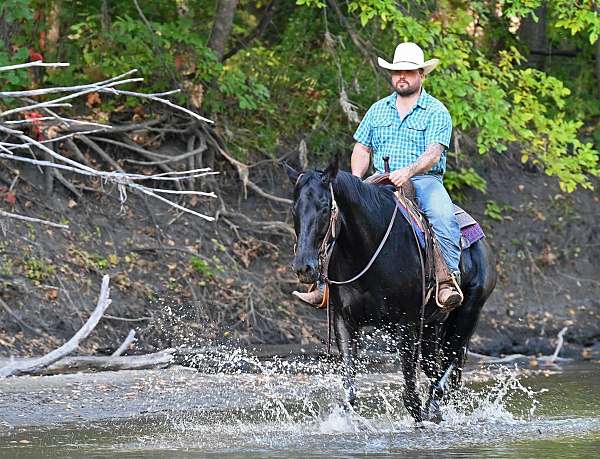 all-around-quarter-horse