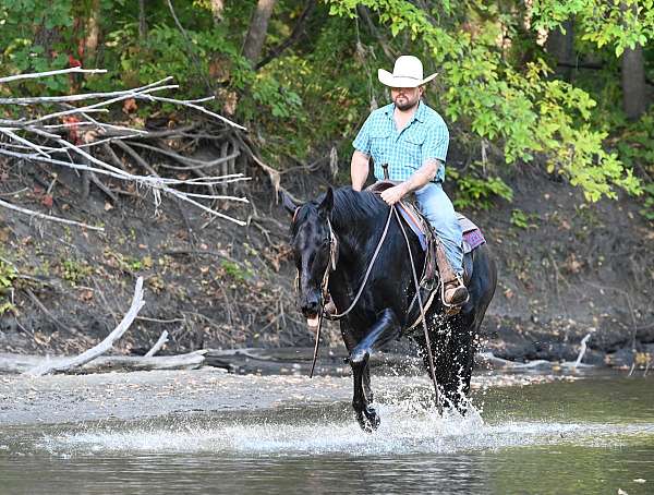 athletic-quarter-horse