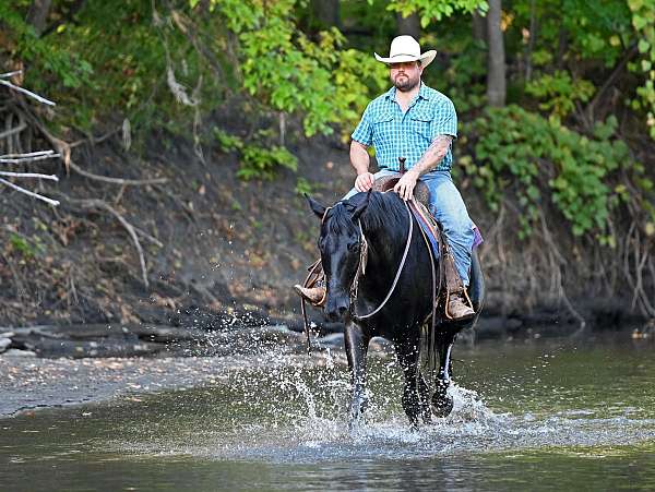 calf-roping-quarter-horse