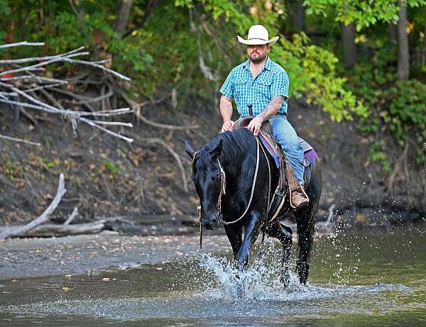 dressage-quarter-horse