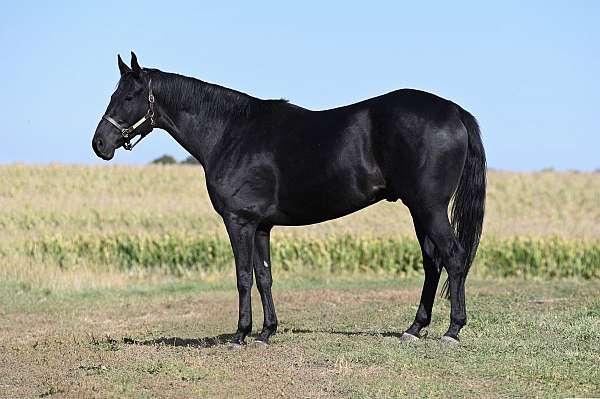 drill-team-quarter-horse