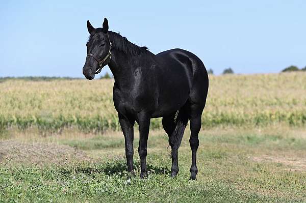 english-pleasure-quarter-horse