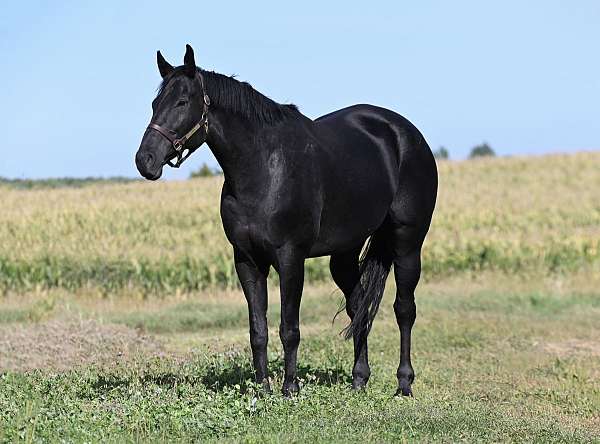 eventing-quarter-horse