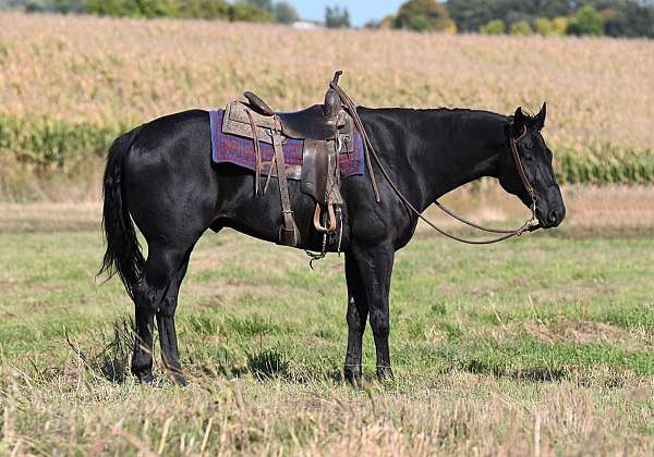 field-hunter-quarter-horse