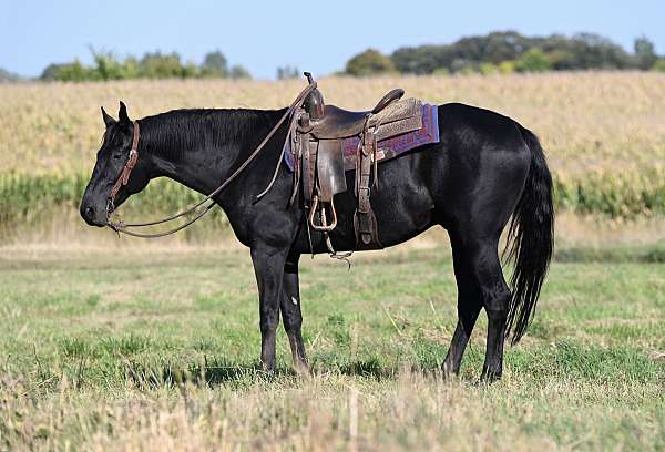 flashy-quarter-horse