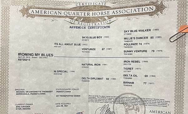 futurity-eligible-quarter-horse