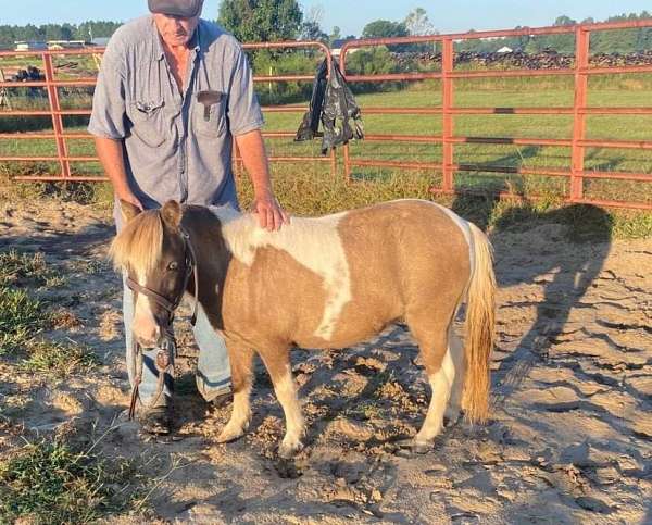 beginner-miniature-horse