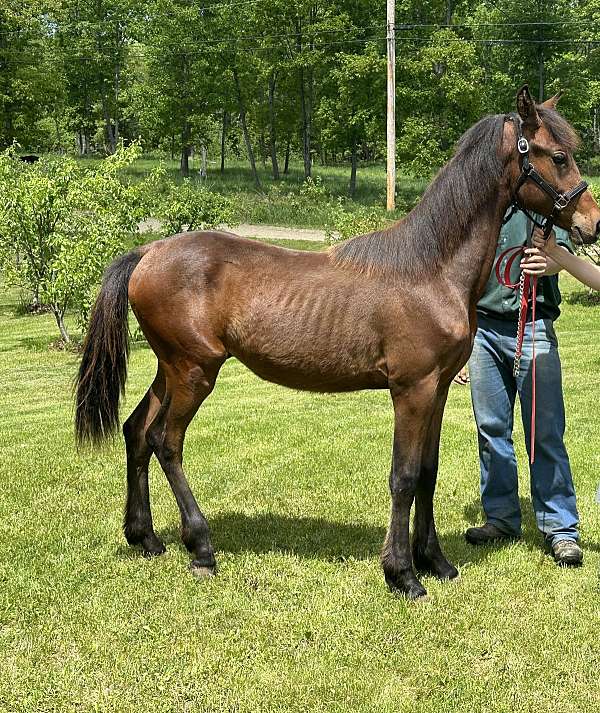 black-chestnut-morgan-colt