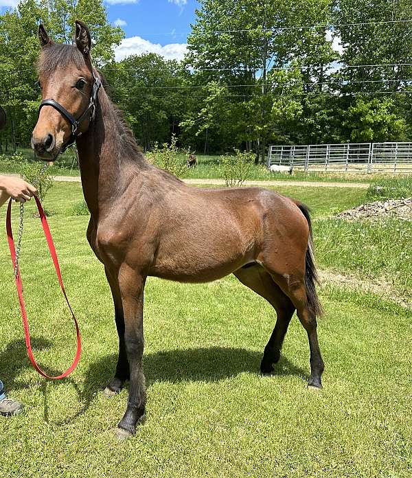 black-chestnut-horse-for-sale