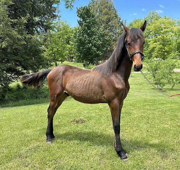 black-chestnut-athletic-horse